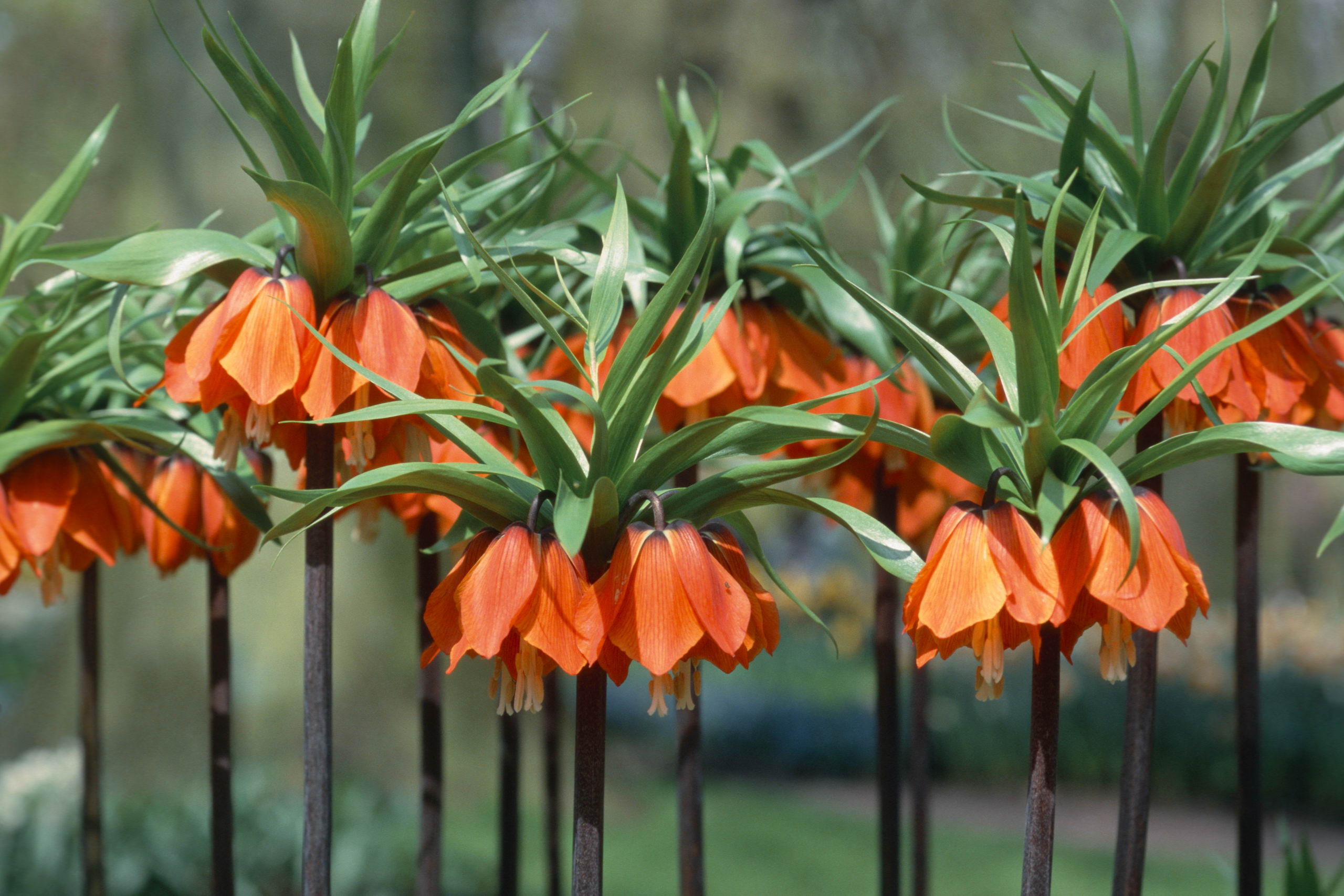 Цветок с оранжевыми колокольчиками